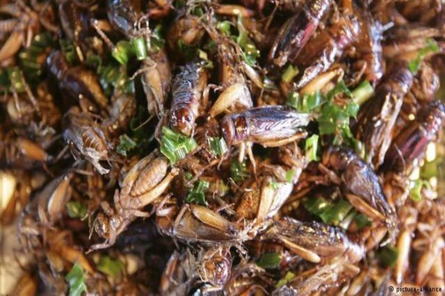 Источник: www.dw.com/en/locusts-are-the-tastiest-insects/a-1 Источник: www.dw.com/en/locusts-are-the-tastiest-insects/a-1