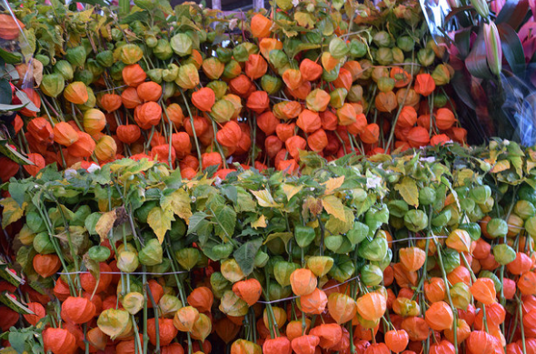 Источник: www.flickr.com/photos/41087279@N00/37847490582/in/ Источник: www.flickr.com/photos/41087279@N00/37847490582/in/