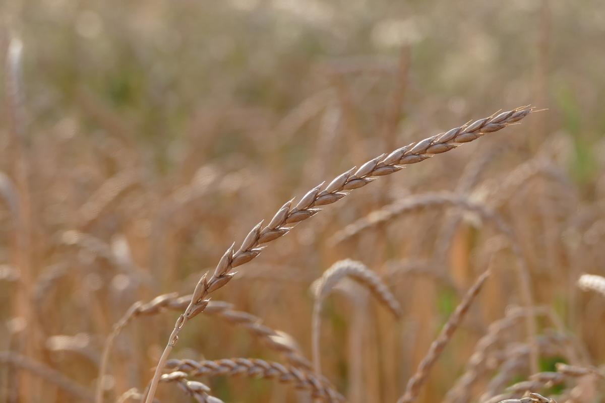 Источник: www.pixabay.com Источник: www.pixabay.com