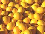 Organic Meyer Lemons. Multiple product options available: 2