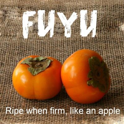 U-Pick Persimmons (NO Shipping or Delivery Available!)