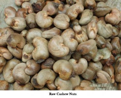 Raw Dried Cashew nut