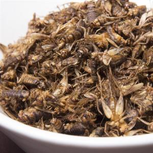 Roasted Crickets. Multiple product options available: 3