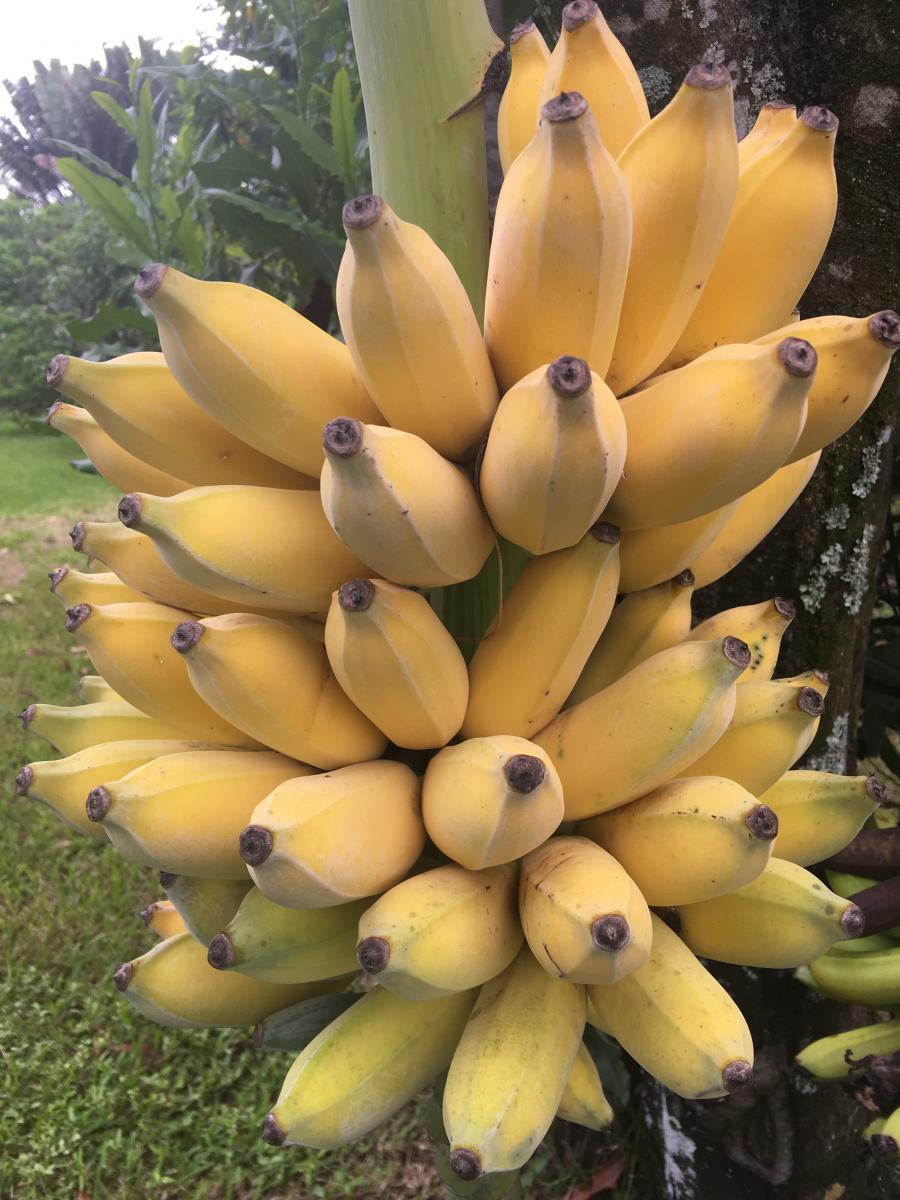 Organic Bananas (1 bunch) – His Harvest @ Amazing Love Farm