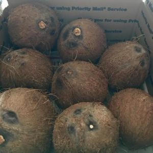 Coconuts Fresh Organic ~ Picked packed and shipped direct to U
