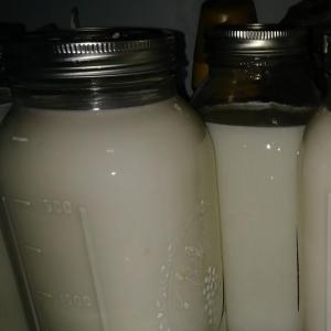 Raw, fresh non gmo fed goat milk