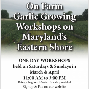 Garlic Growing WorkShops. Multiple product options available: 2