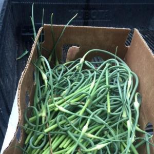 Garlic Scapes . Multiple product options available: 3