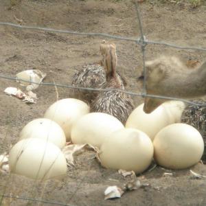 Fertilized Ostrich Eggs and Ostrich Chicks for sales