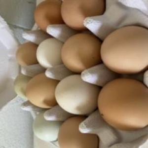 Pastured eggs-Soy free, non-gmo