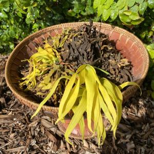 Ylang Ylang Flower Blossoms ~ Fragrant by Nature  Slow Dried . Multiple product options available: 2