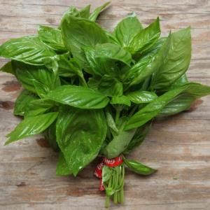basil - genovese. Multiple product options available: 2