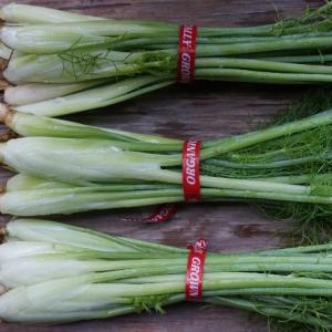fennel. Multiple product options available: 3