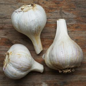 garlic - hardneck. Multiple product options available: 2