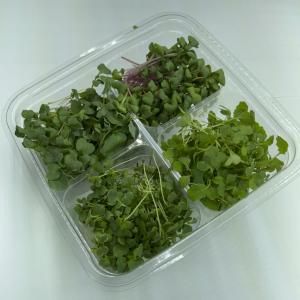 Microgreen - Quad Pack - Growers Choice - PREORDER. Multiple product options available: 2