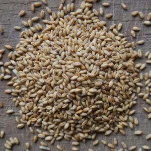wheat berries - hard white. Multiple product options available: 5