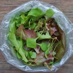mesclun mix. Multiple product options available: 3