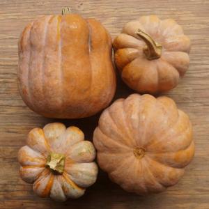 winter squash - autumn frost. Multiple product options available: 2