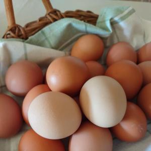 Eggs -- Soy free chicken eggs