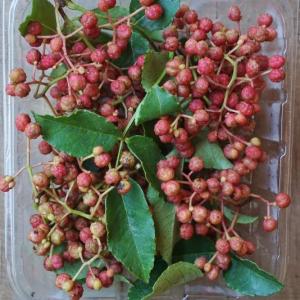 peppercorns - sichuan. Multiple product options available: 2