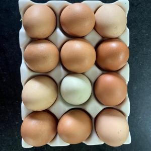 Pastured chicken eggs