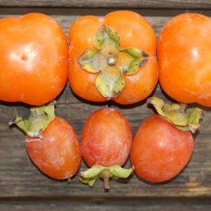 persimmon - asian. Multiple product options available: 2